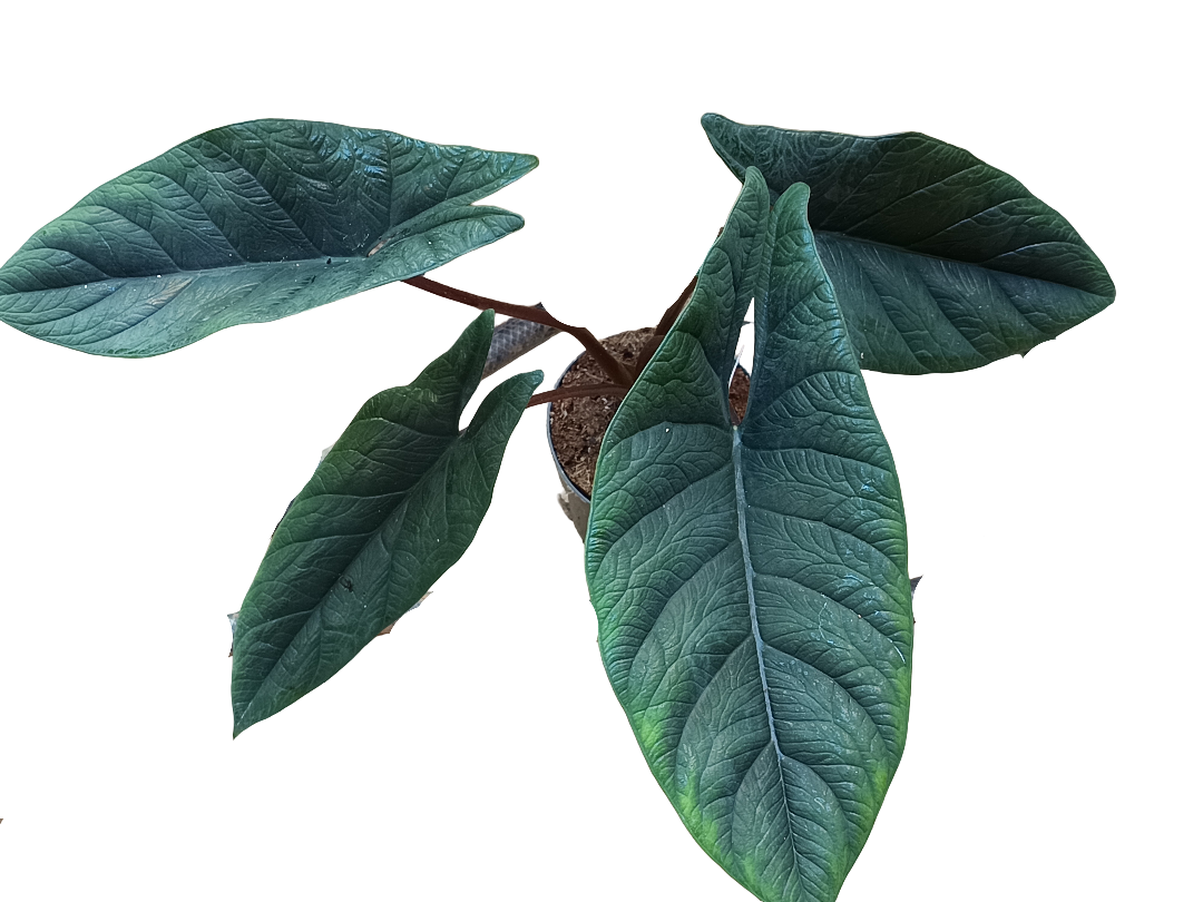 Alocasia Scalprum Planta De Interior  Ø14