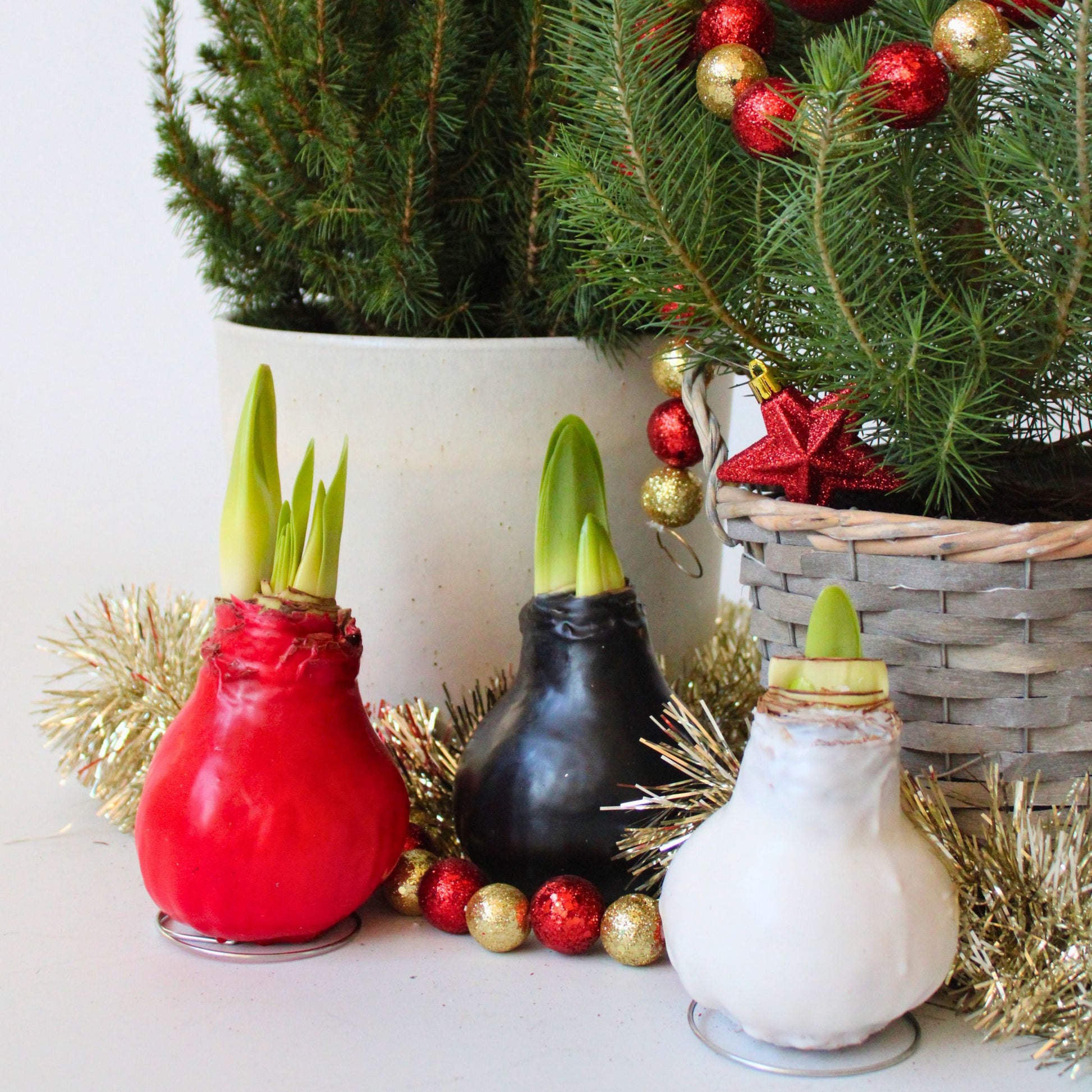 Amarilis - Hippeastrum 'wax White' - Bulbo De Flor - Rojo