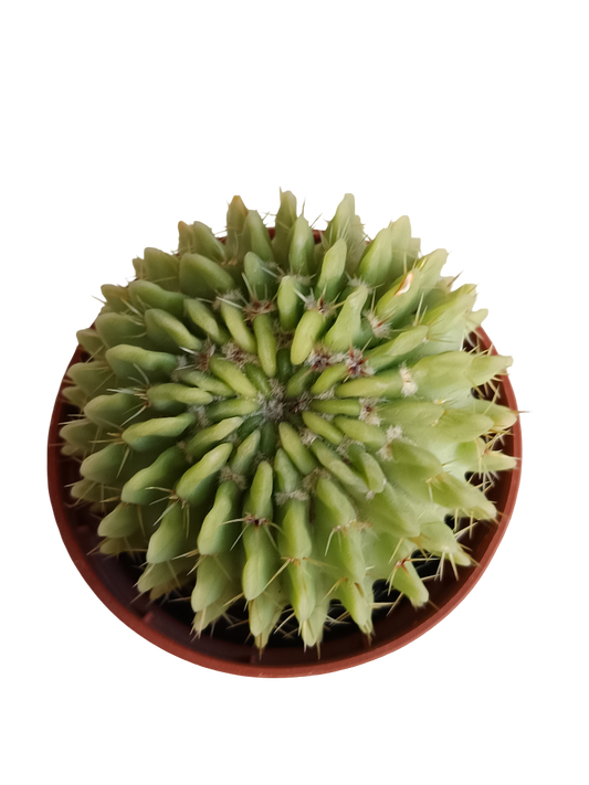 Cactus echinopsis oxygona planta Ø5