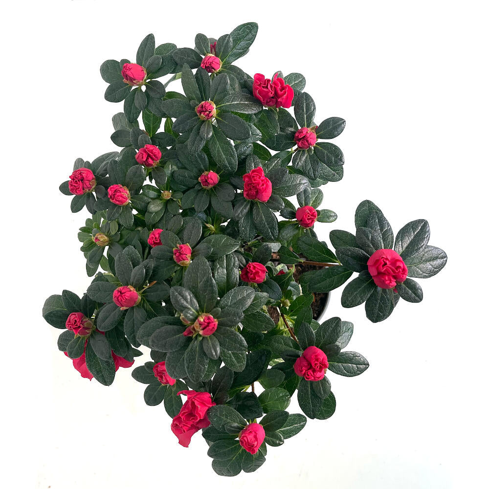 Azalea Copa M13 60cm_1