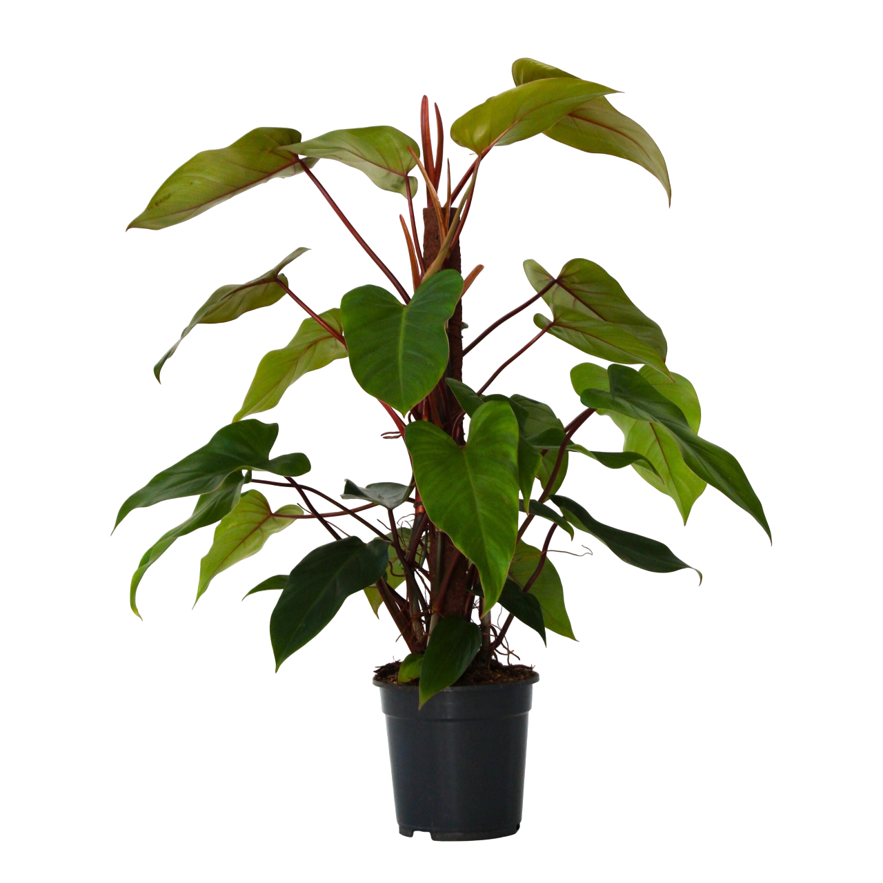 Filodendro - Philodendron 'imperial Red' - Altura 50cm - ⌀19cm