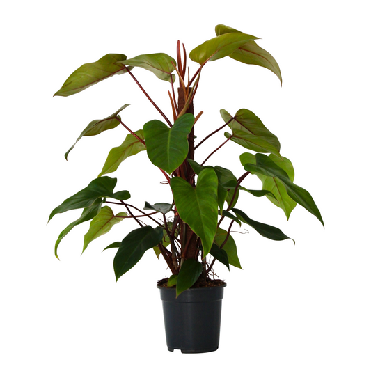 Filodendro - Philodendron 'imperial Red' - Altura 50cm - ⌀19cm