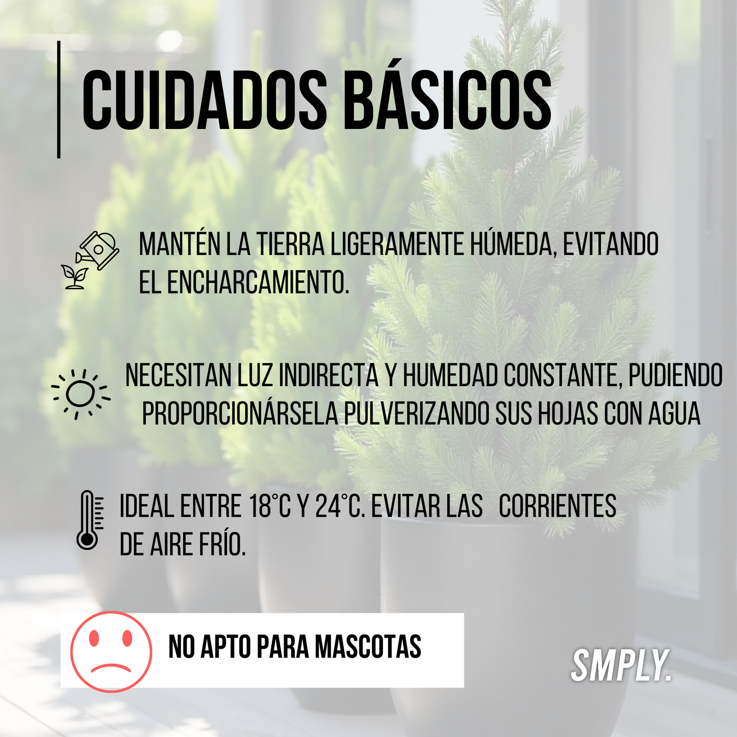 Ciprés Wilma Goldcrest Altura Aproximada 35 Centímetros Ciprés Limón Maceta De 13cm De Diámetro