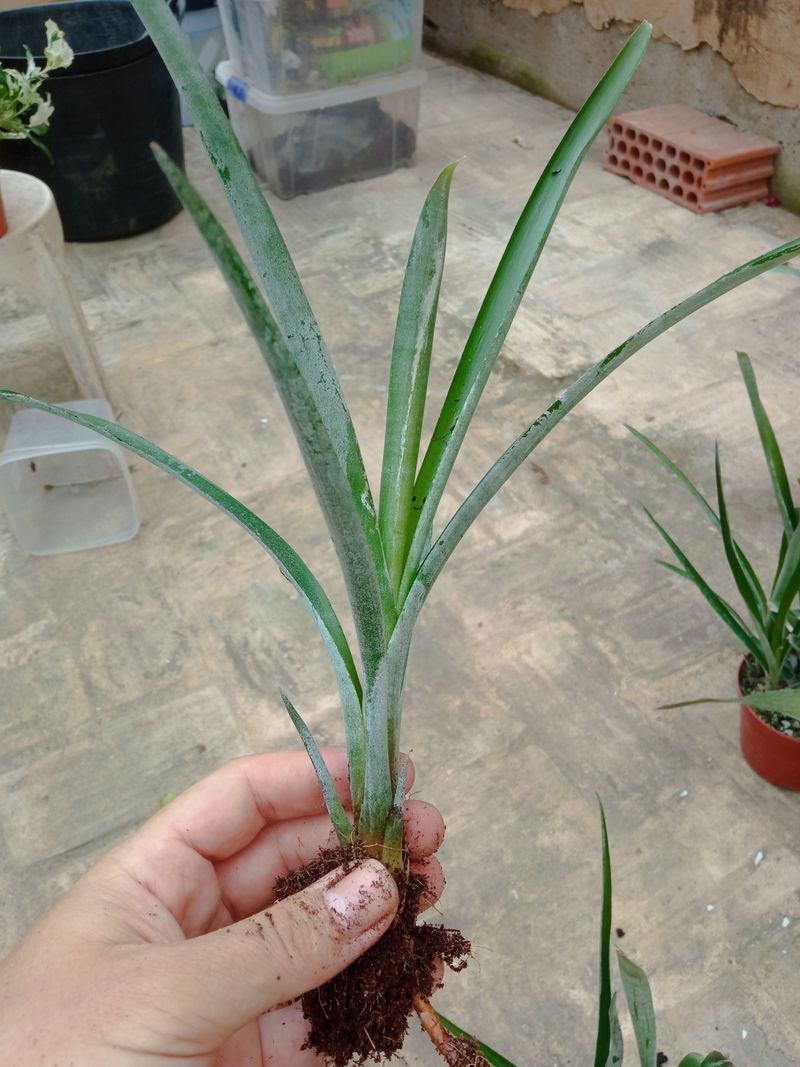 Bromelia Sp3 Plantas Para Terrarios Y Jardin