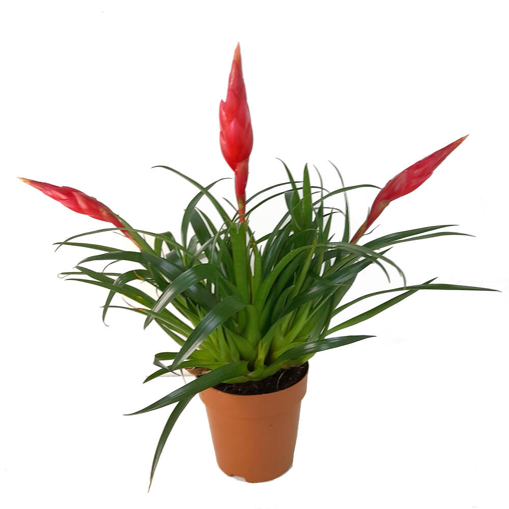 Vriesea Astrid M12 35cm (pluma De Indio)_0