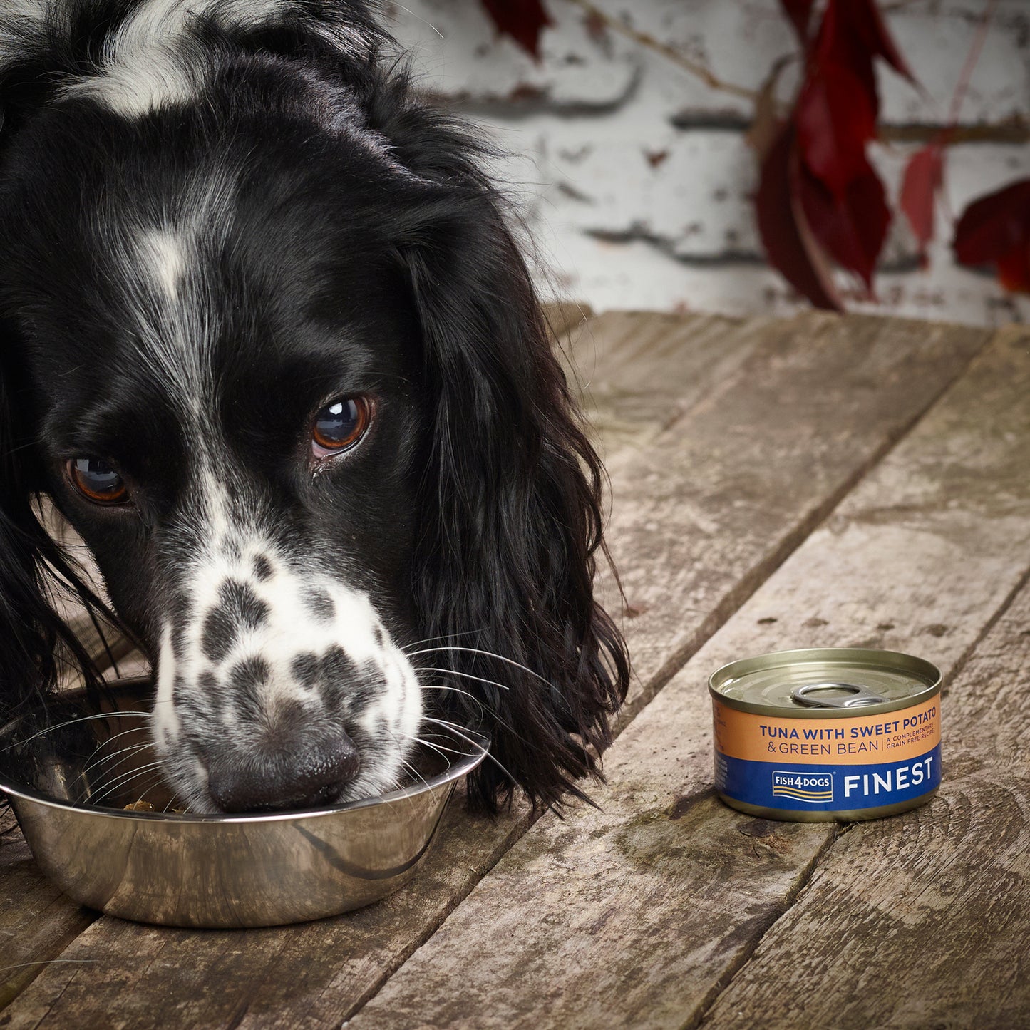 Fish4dogs Comida Húmeda Para Perro – Pescado, Judía Verde Y Boniato 85 G (pack De 12)_3