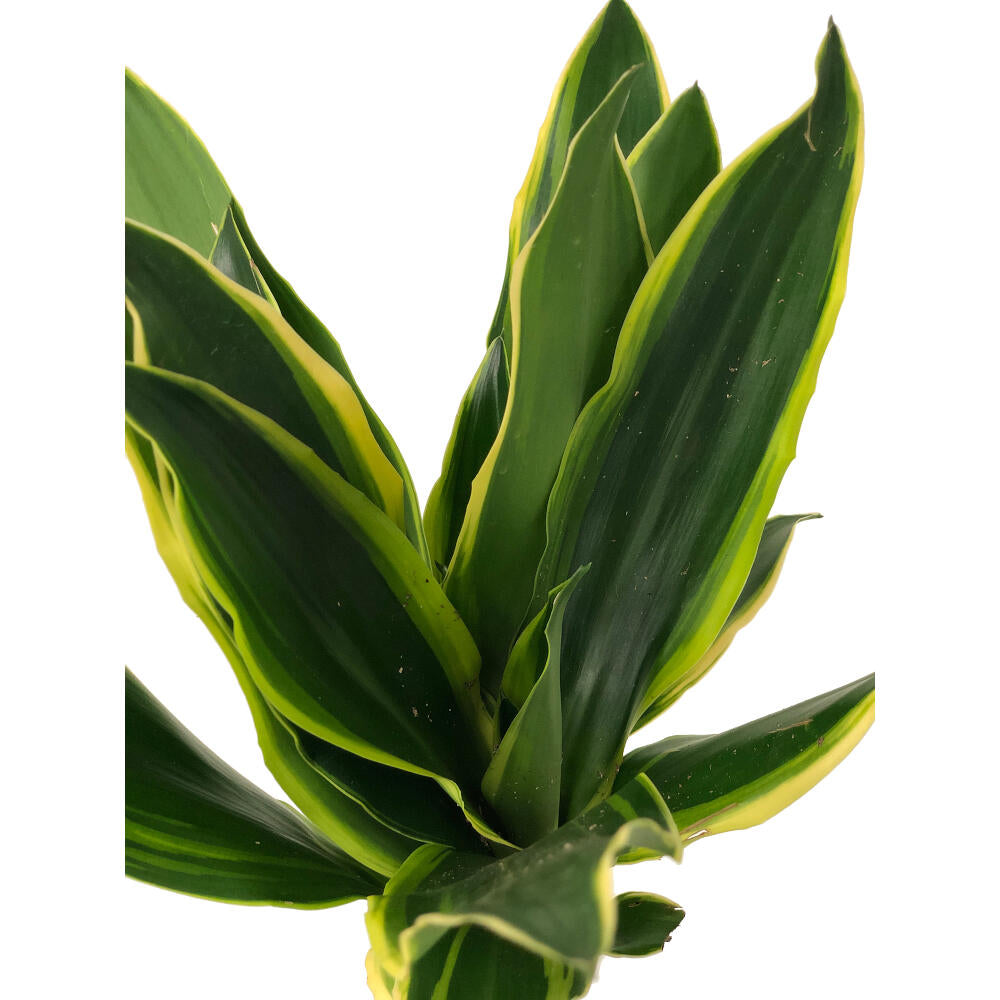 Dracena Gold Coast 2 Troncos 45-15 M17 70-80cm_1