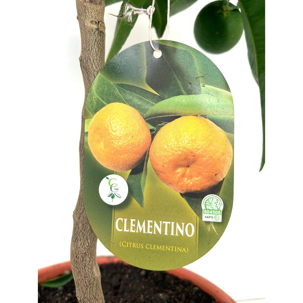 Mandarino Clementina Clemenules M21 90cm