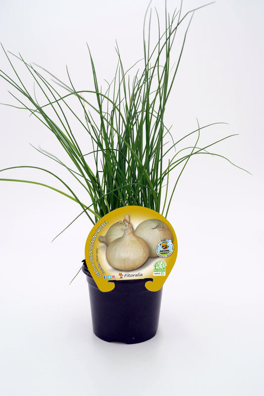 Plantón Cebolla Fuentes En Maceta 10,5 Cm. Natural - Fitoralia