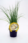 Plantón Cebolla Fuentes En Maceta 10,5 Cm. Natural - Fitoralia