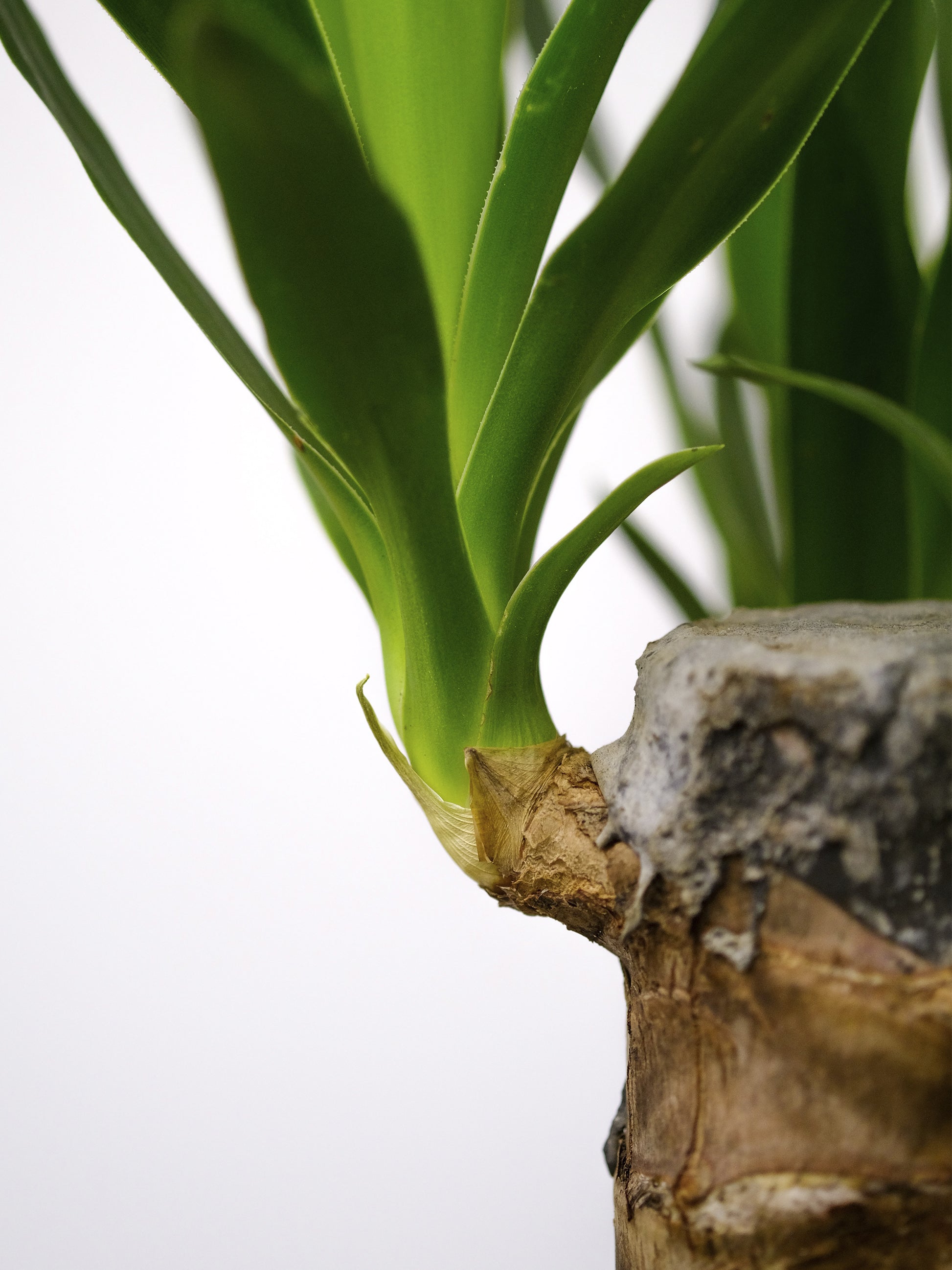 Yuca O Pie De Elefante | Altura 90cm - Diámetro 19cm