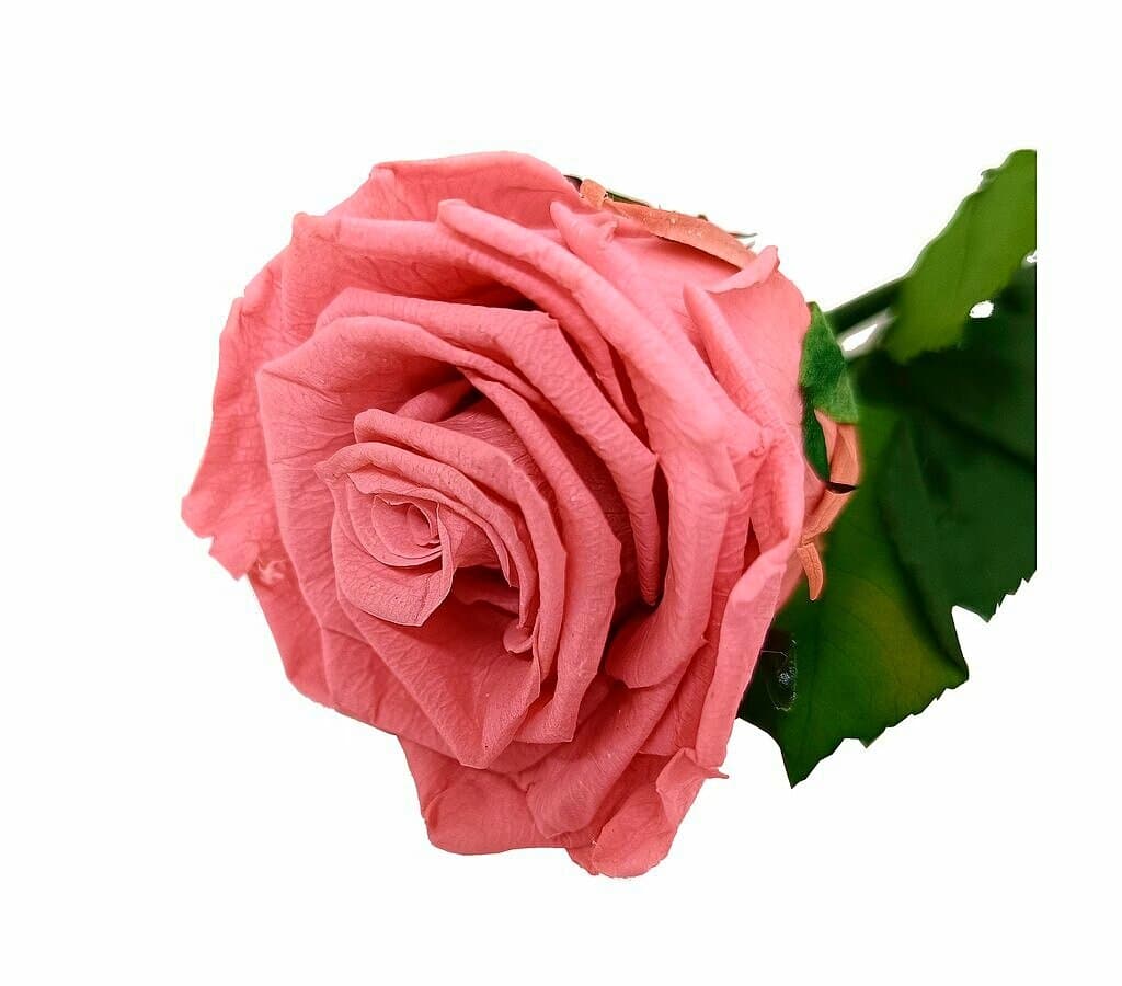 Mundo Eterno Rosa Preservada Dusty Pink 25cm_0