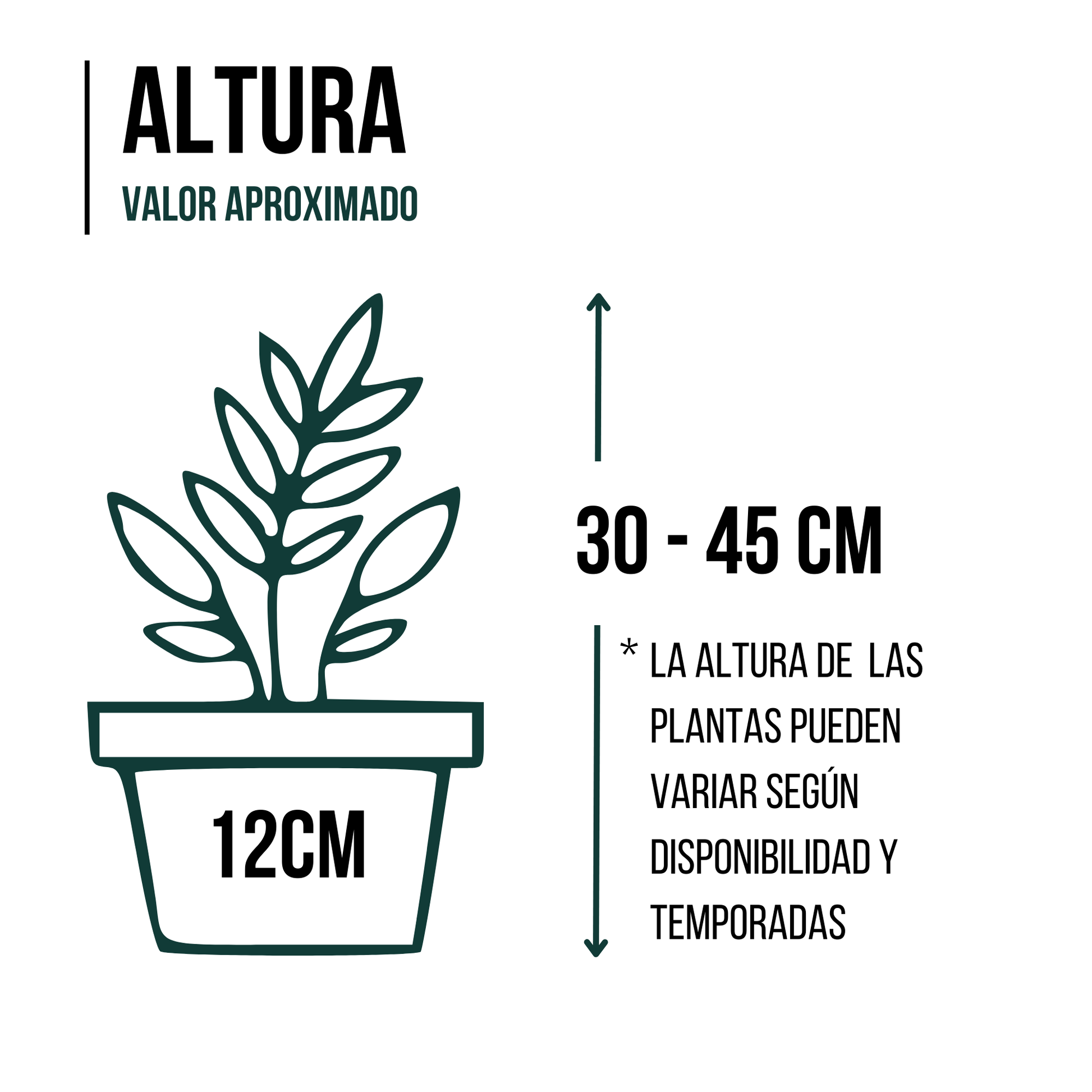 Pack De 7 Plantas Naturales Interior Areca + Maranta Leuconera + Chamaedorea + Dracaena Marginata + Helecho + Pachira + Pilea Peperomioides
