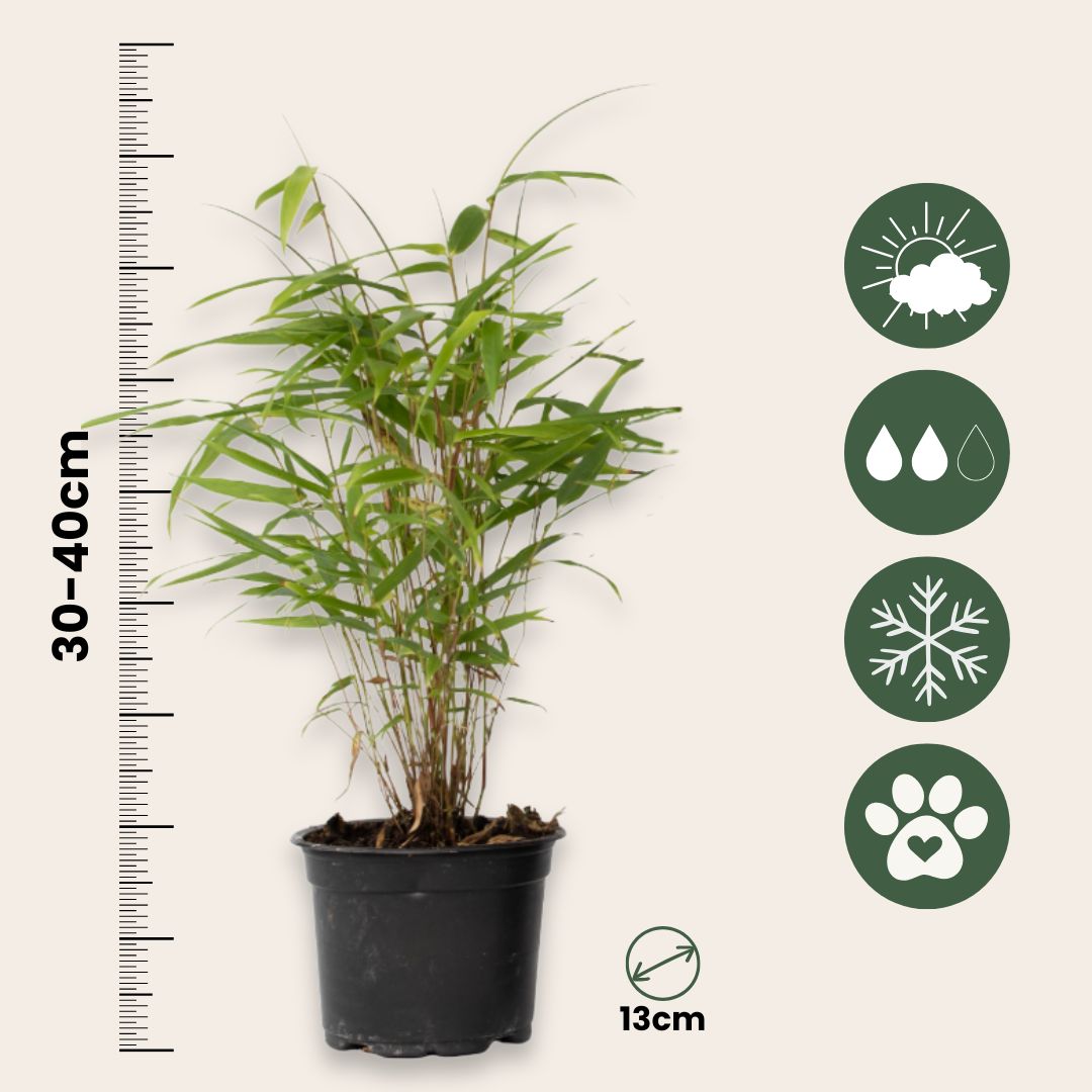 Bambú - 6 Pzs - Fargesia Papyrifera 'grex' - Altura 30-40cm - ⌀13cm