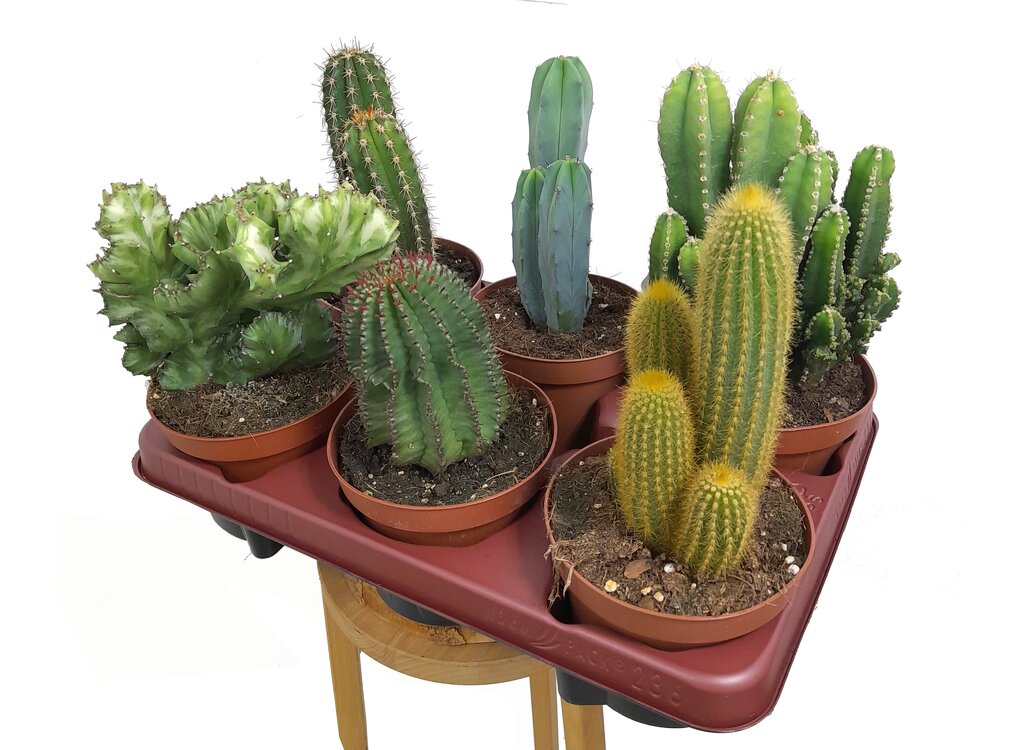 Cactus Mix M13 (unidad)