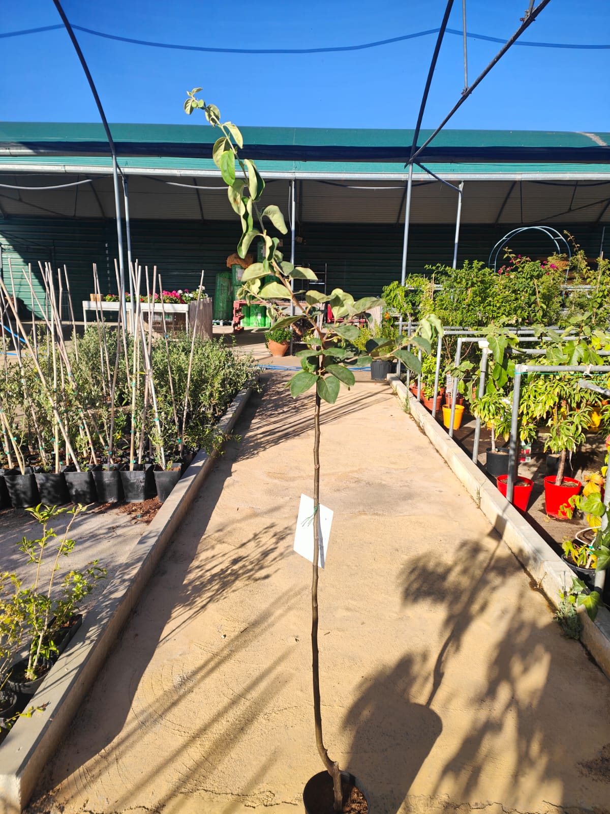 Membrillo Wranja Maceta_1