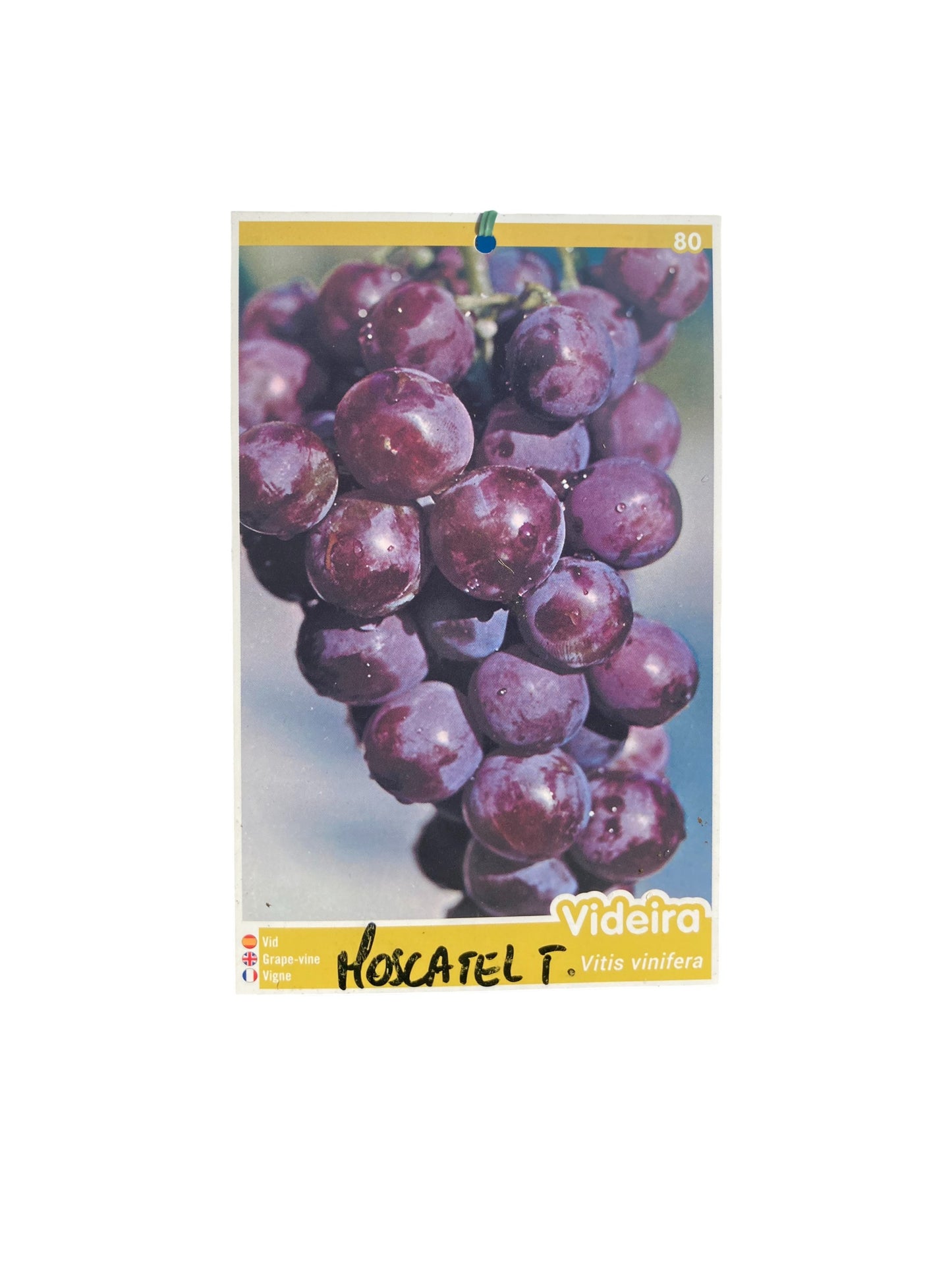Parra Moscatel Negra Couce_1