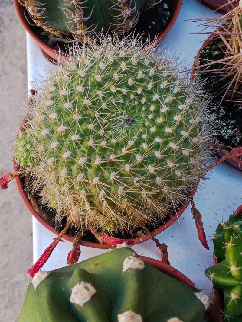 Mammillaria Pringlei Cactus Ø5 Cm
