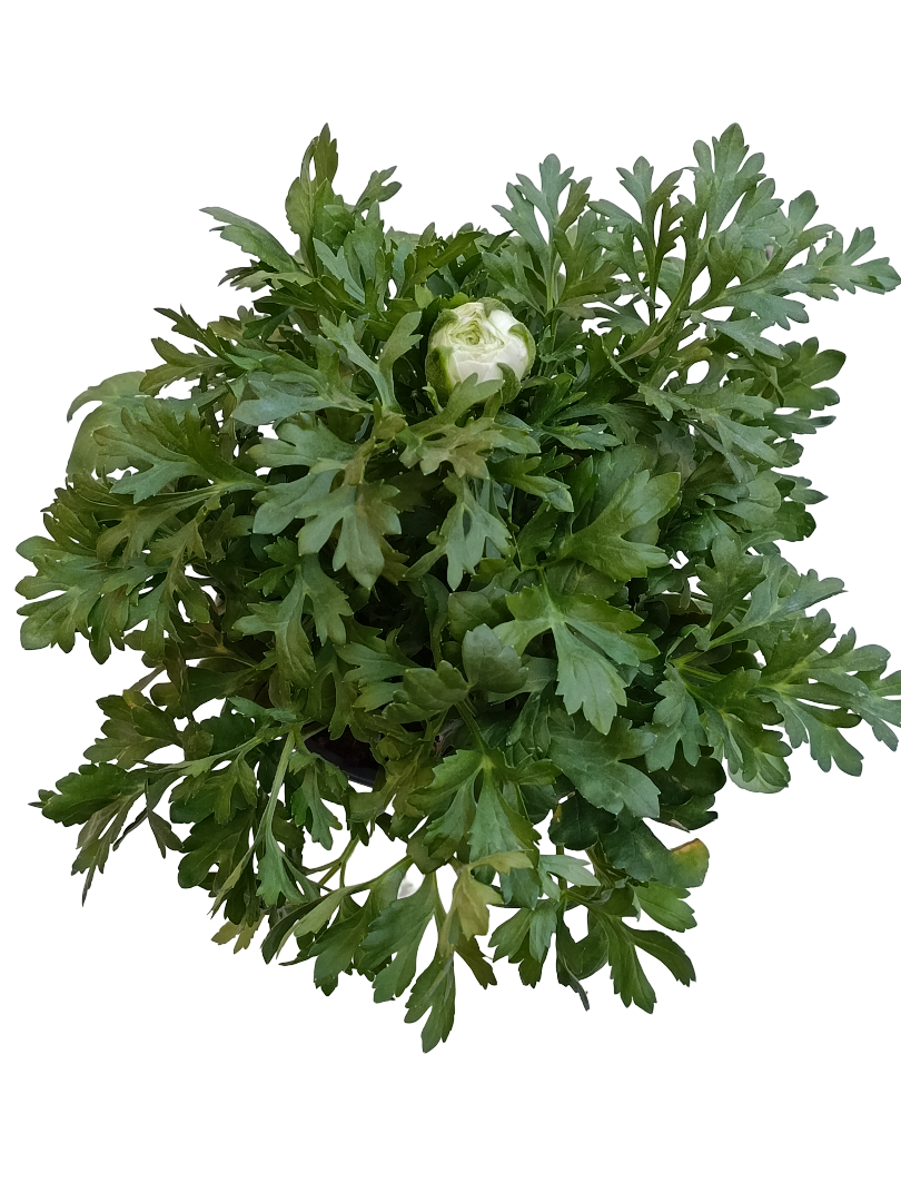 Planta Ranunculo Ø14 De Flor Blanca_0