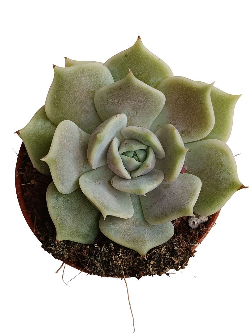 Echeveria Lola 5 Cm Planta Suculenta Plantas Sol