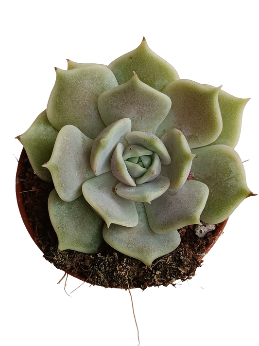 Echeveria Lola 5 Cm Planta Suculenta Plantas Sol