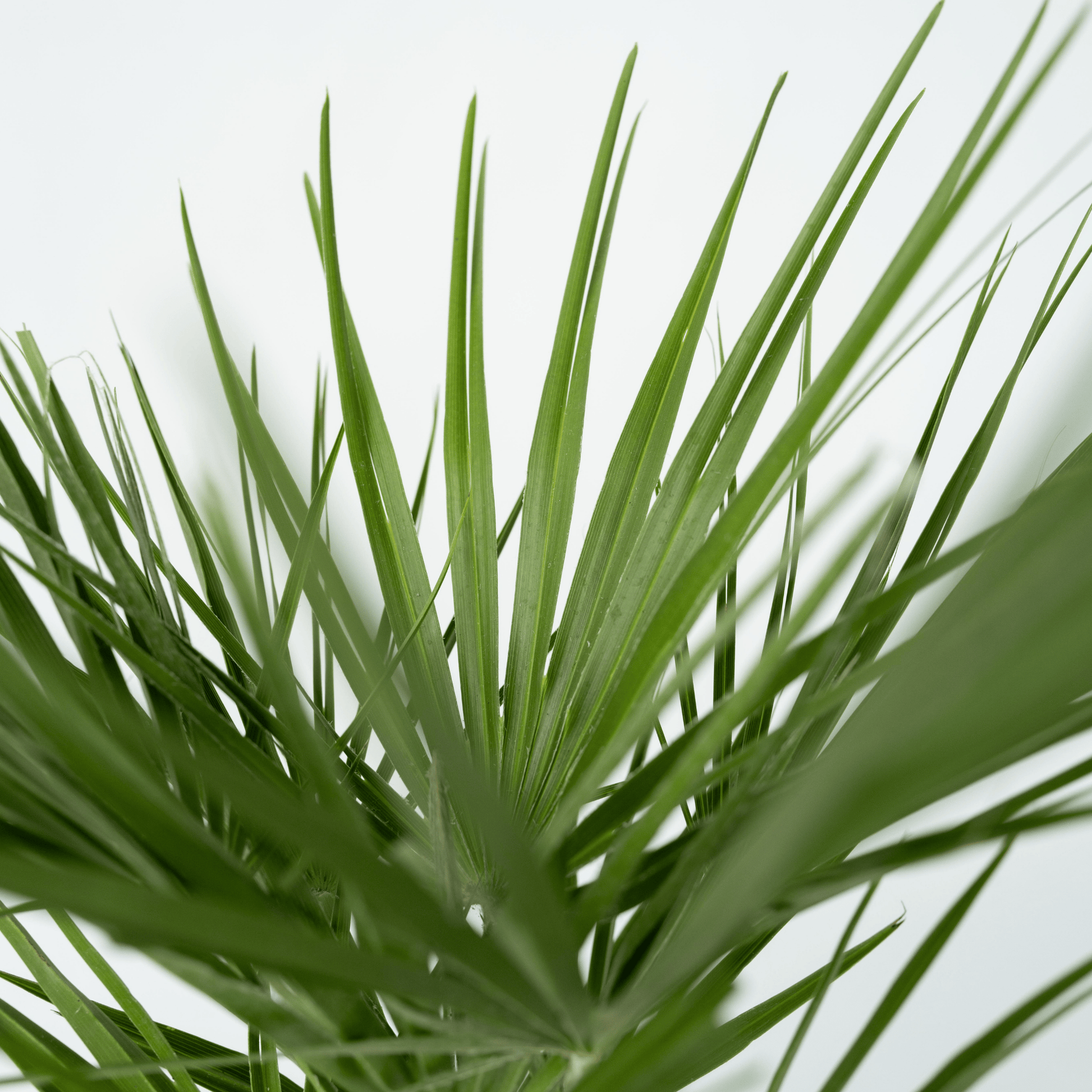 Palmito - 2 Pzs - Chamaerops Humilis - Altura 70-80cm - ⌀21cm