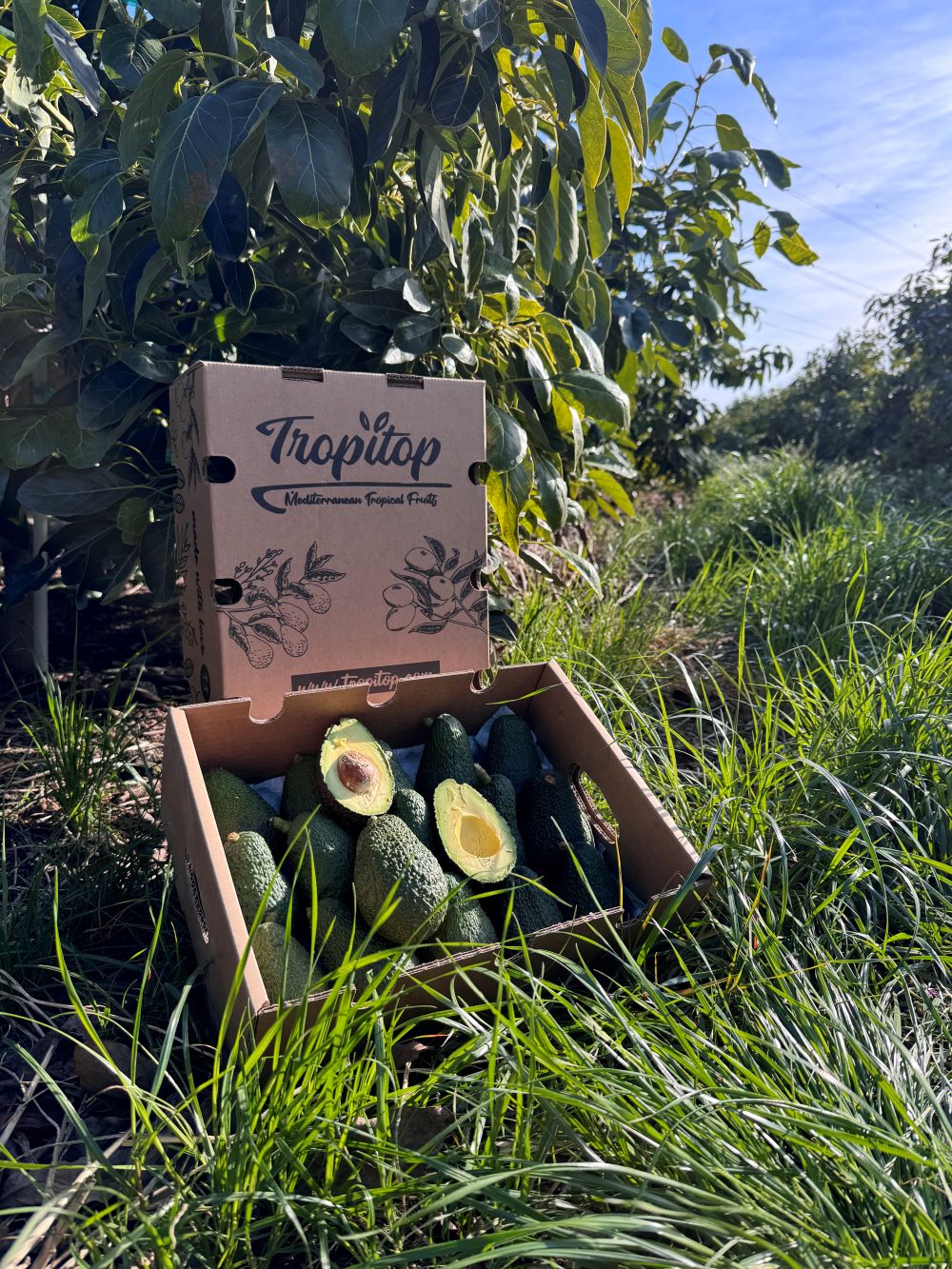 Aguacates Hass Ecológico De Temporada Tropitop 15kg_3
