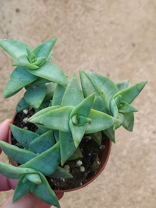 Crassula Perforata Penhoek Pass Planta Suculenta Ø