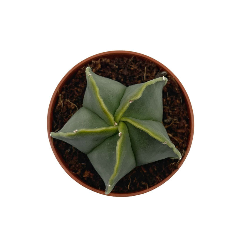 Astrophytum Myriostigma Nudum Cactus Y Suculentas