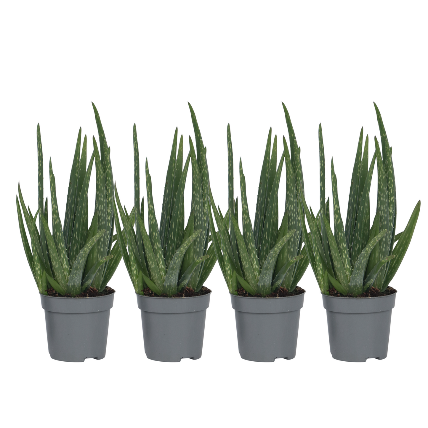 Aloe Vera - 4 Pzs - Aloe Barbadensis - Altura 25-40cm - ⌀105cm