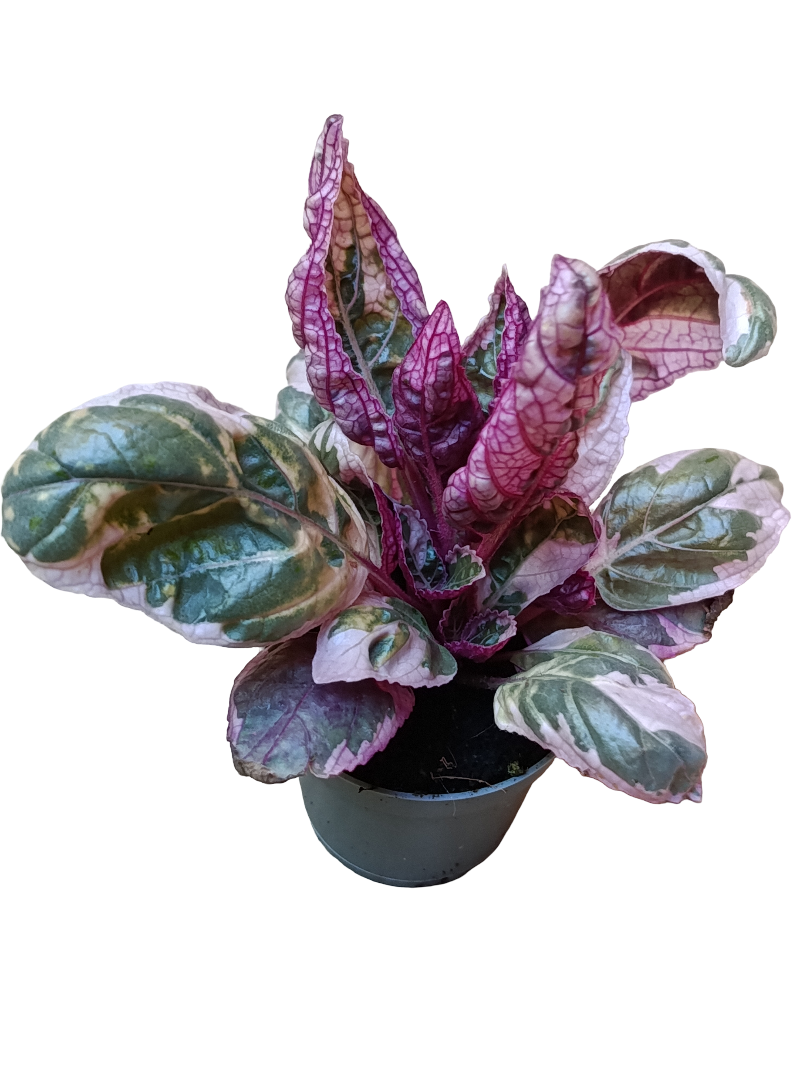 Mini Planta Hemigraphis Snow White Para Interior Y Terrarios Ø6_0