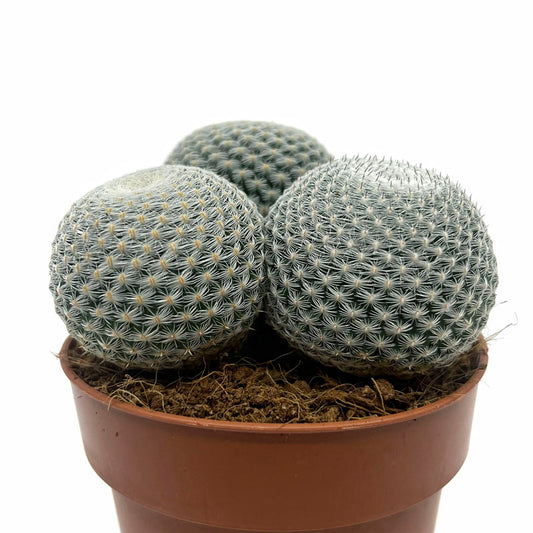 Mammillaria Haageana Subs. Elegans Cactus Y Suculentas M8,5 Ø