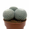 Mammillaria Haageana Subs. Elegans Cactus Y Suculentas M8,5 Ø