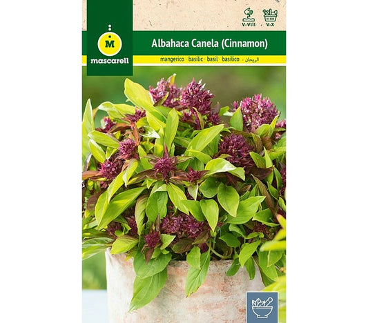 Semillas Albahaca Canela (cinnamon)