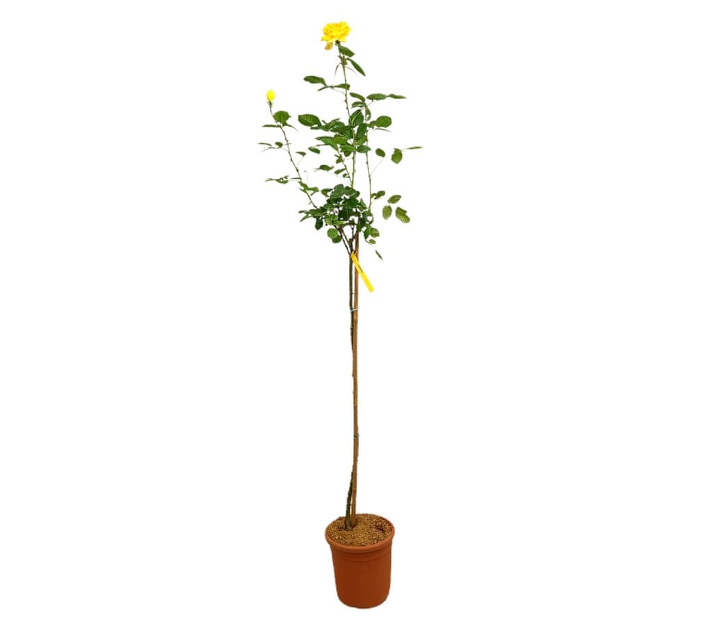 Rosal De Copa Landora M24 160-180cm_0