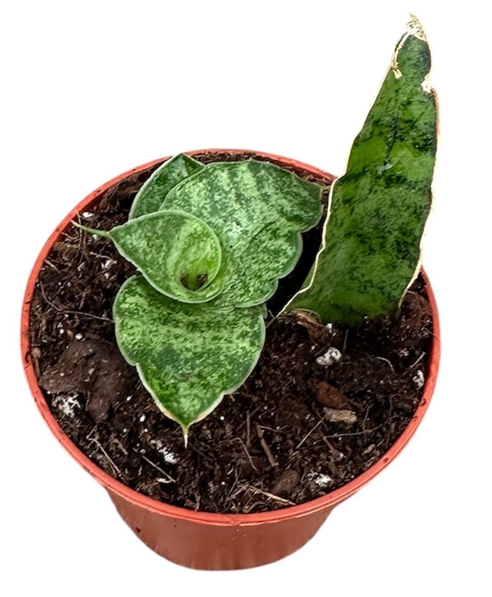 Planta Natural Sansevieria 'snowflake' 1 Ud Ø 6 Alt. 5_0