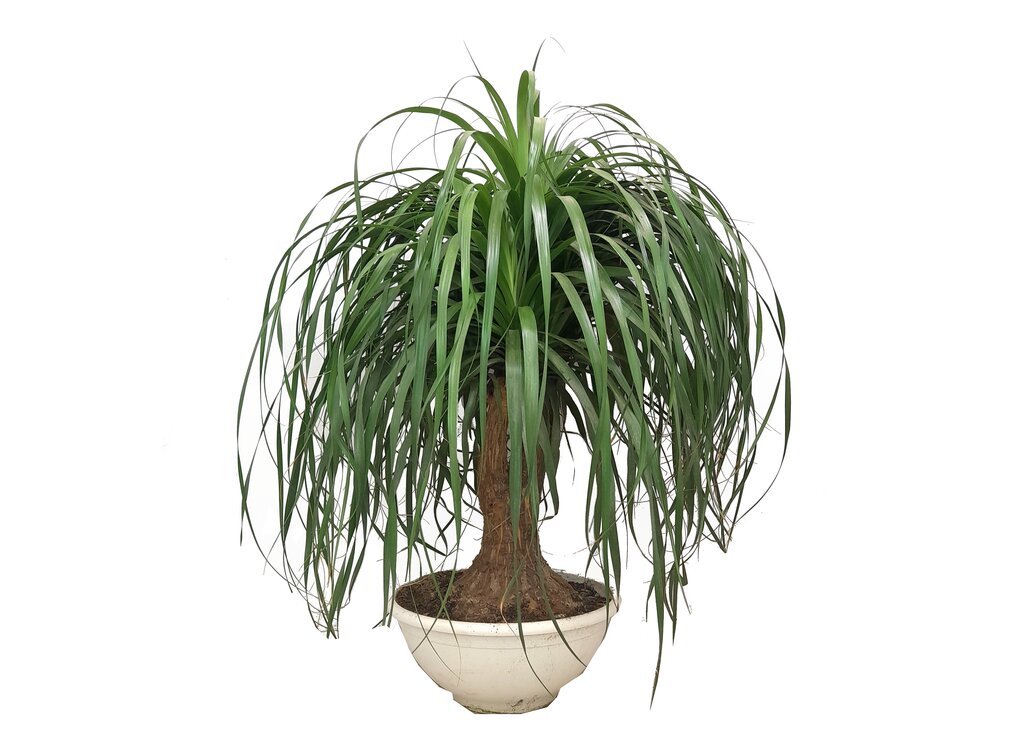 Beaucarnea Branched M24 T40 (pata De Elefante O Nolina)_0