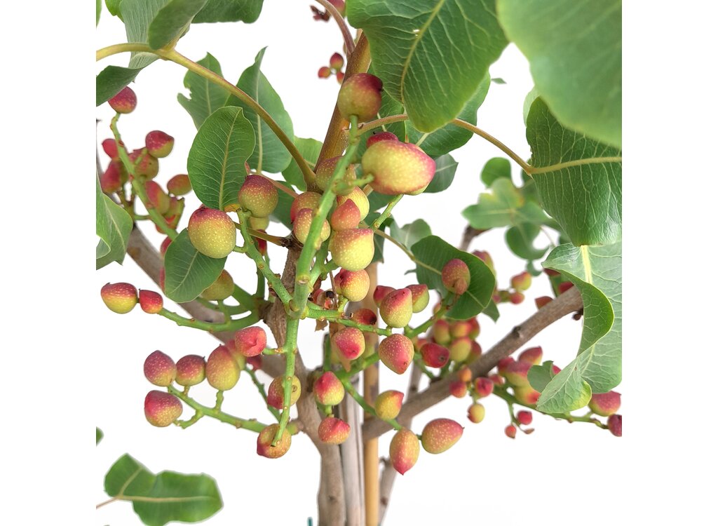 Pistacho Hembra M30 150-170cm_1