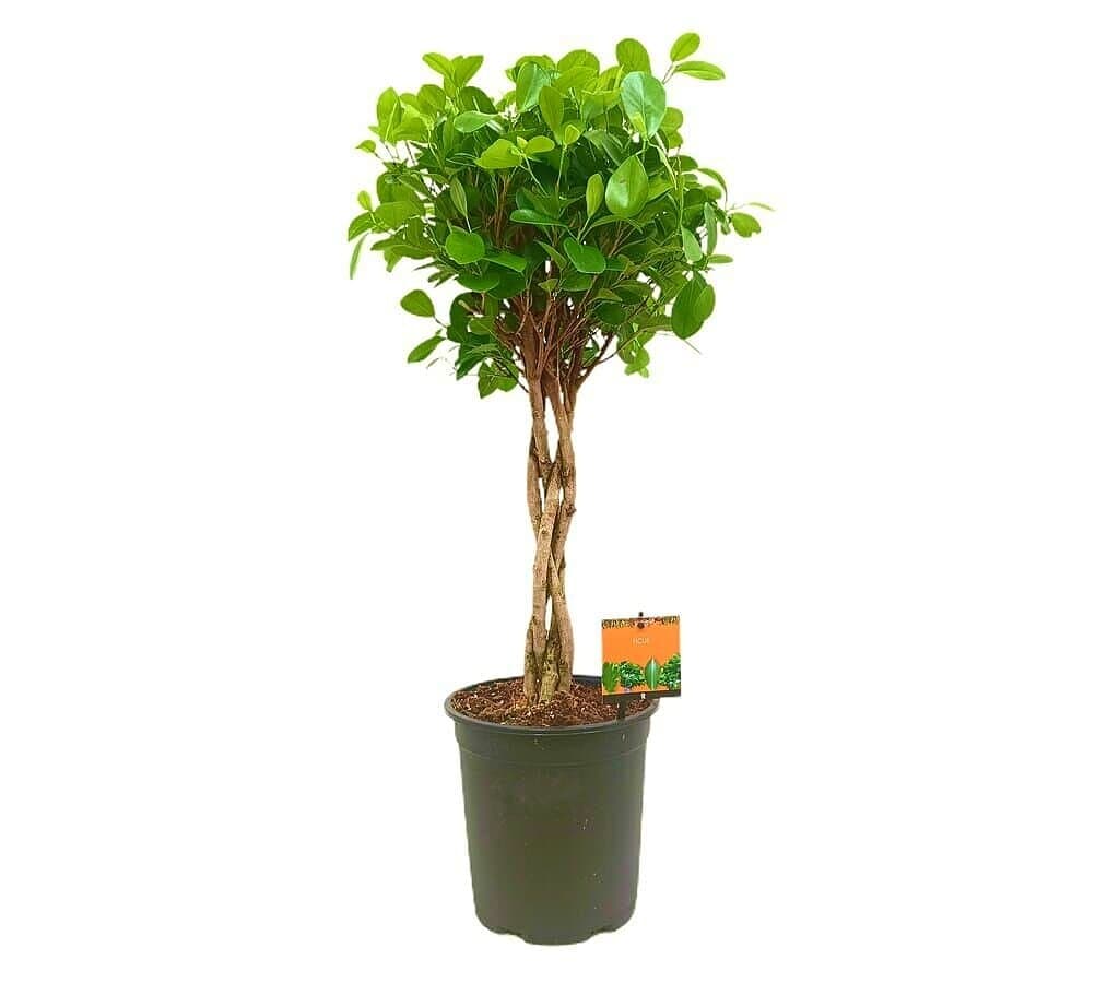 Ficus Moclame M21 90cm_0