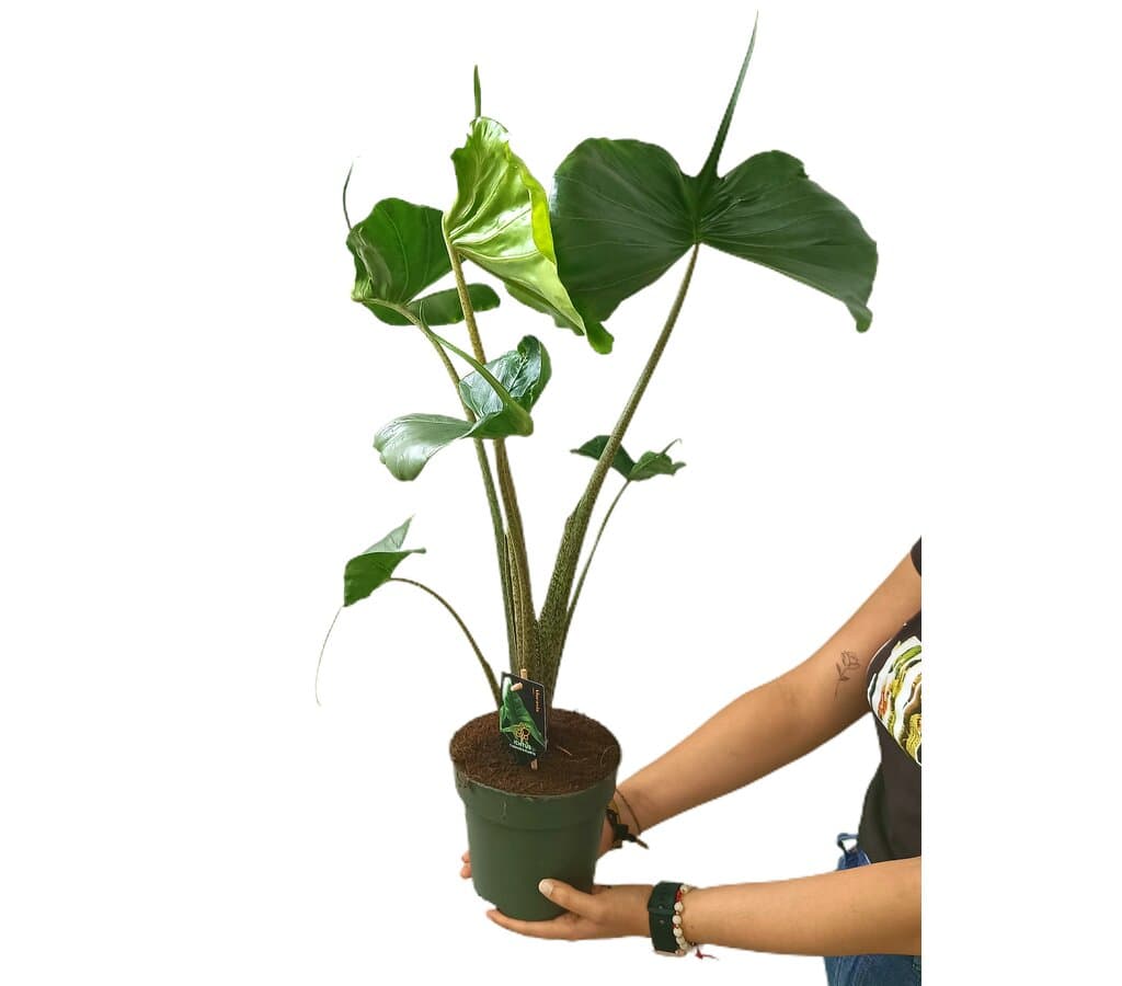 Alocasia Macrorrhiza Stingray M17_0