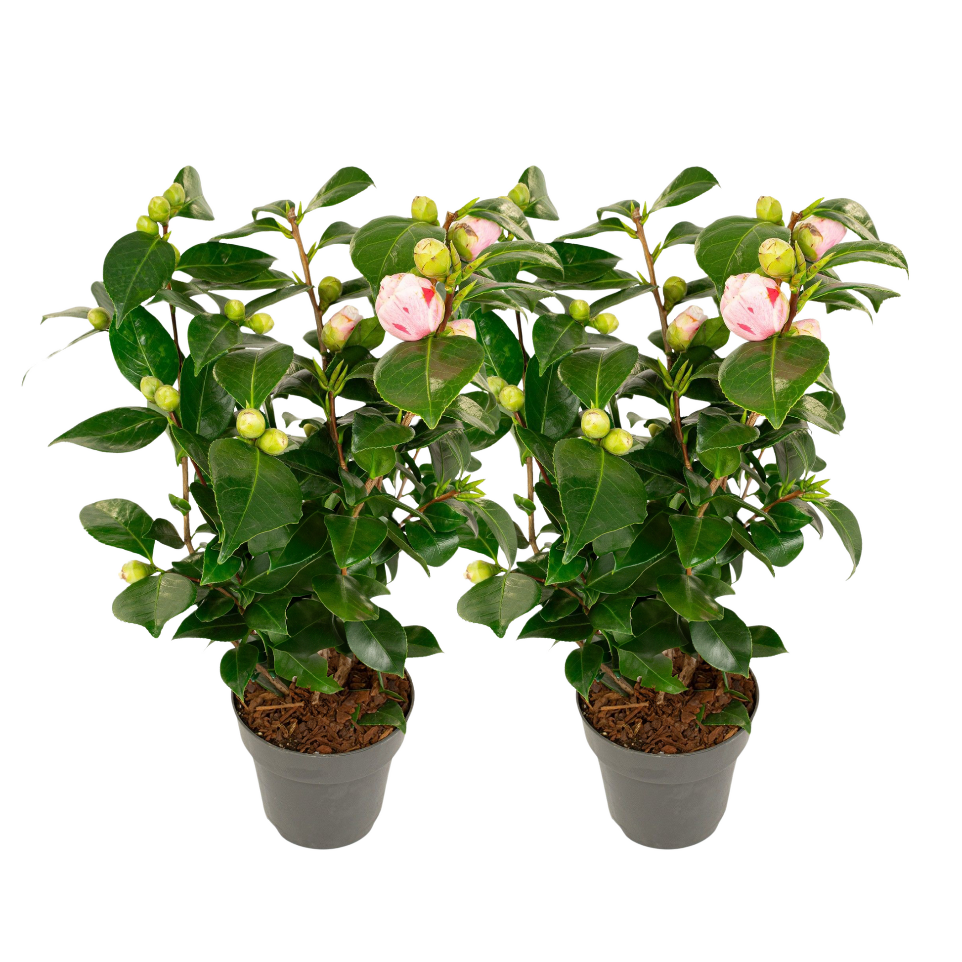 Planta De Té - 2 Pzs - Camellia Japonica 'bonomiana' - Altura 50-60cm - ⌀15cm