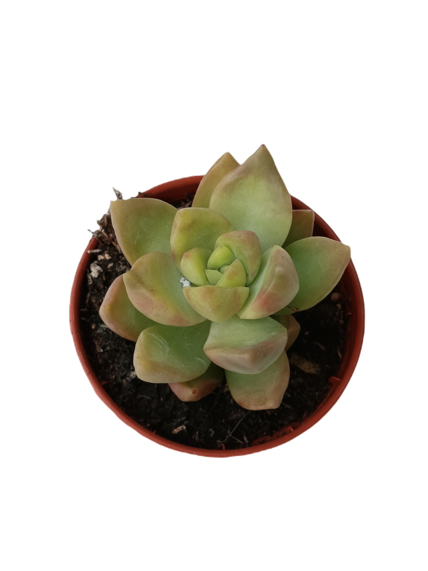 Sedum Amarillo Glow Planta Suculenta Ø5 Cm