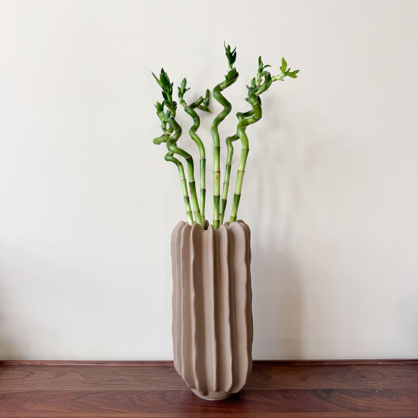 Bambú De La Suerte - 6 Pzs - Dracaena Sanderiana - Altura 40-50cm - ⌀2cm