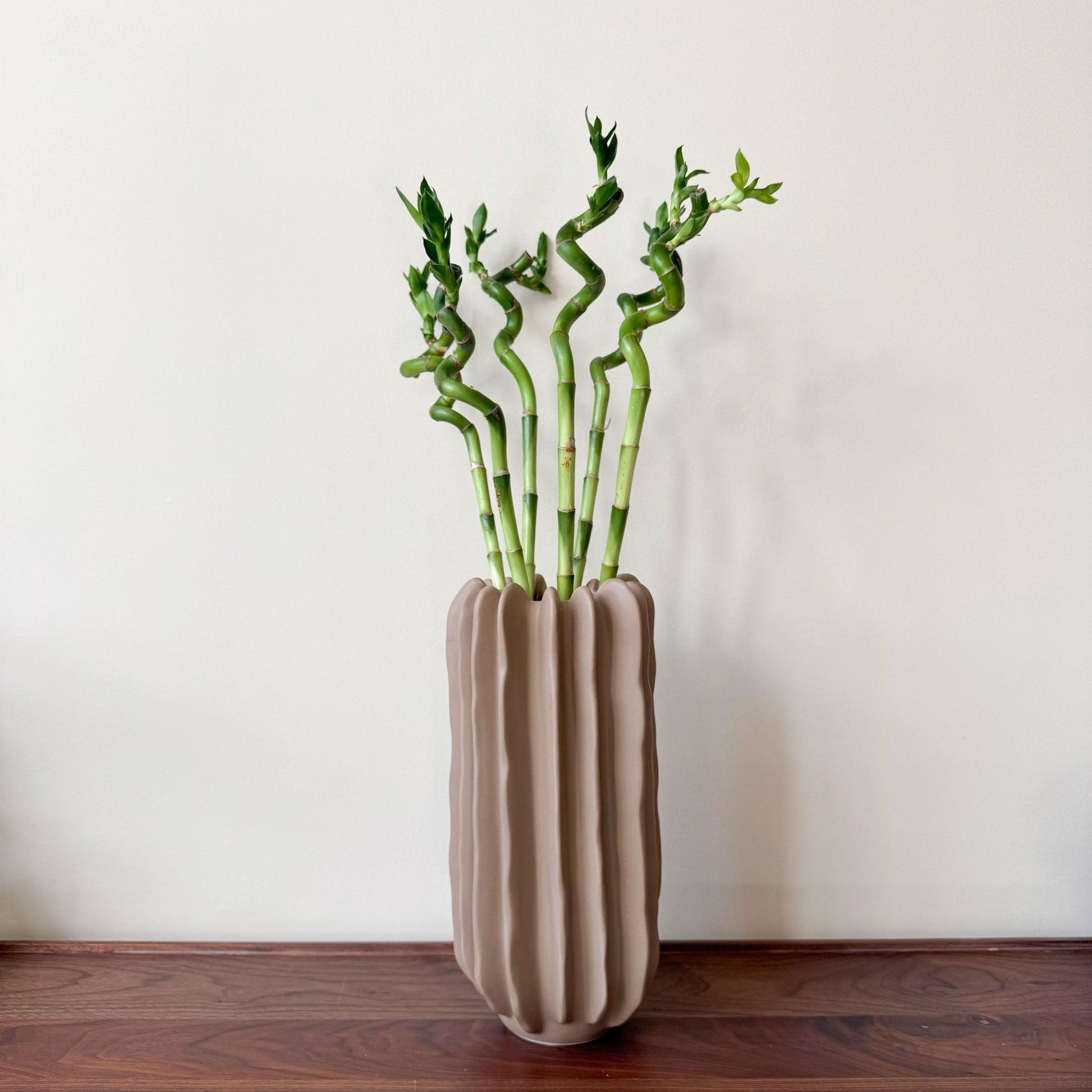 Bambú De La Suerte - 6 Pzs - Dracaena Sanderiana - Altura 40-50cm - ⌀2cm