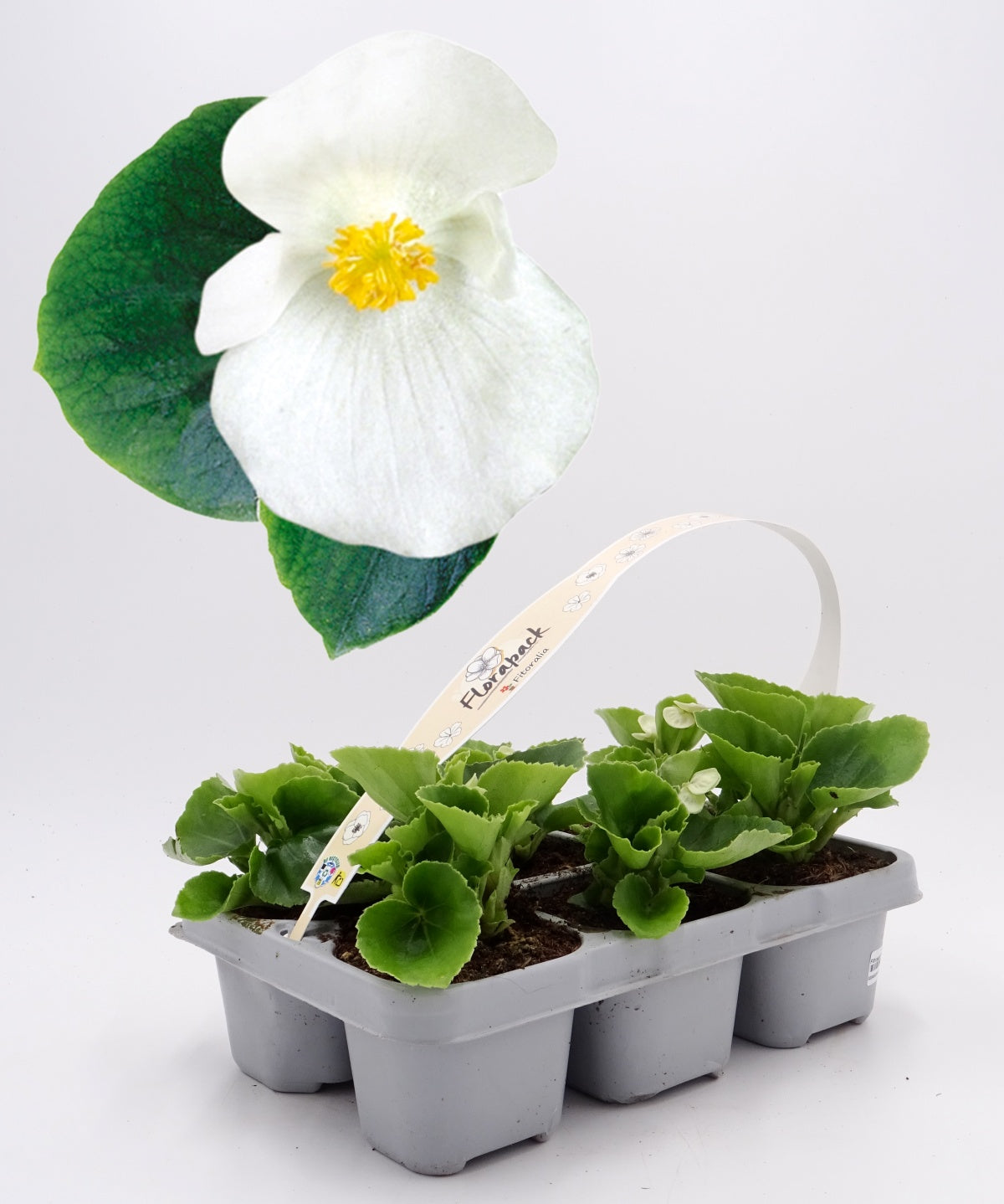 Pack Plantones Begonia Hoja Verde Flor Blanca 6 Ud. Natural - Fitoralia_0