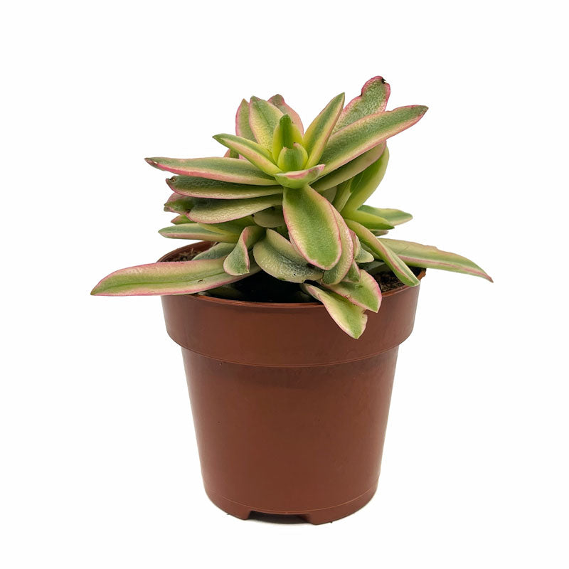 Crassula Capitella 'campfire' Variegata Cactus Y Suculentas