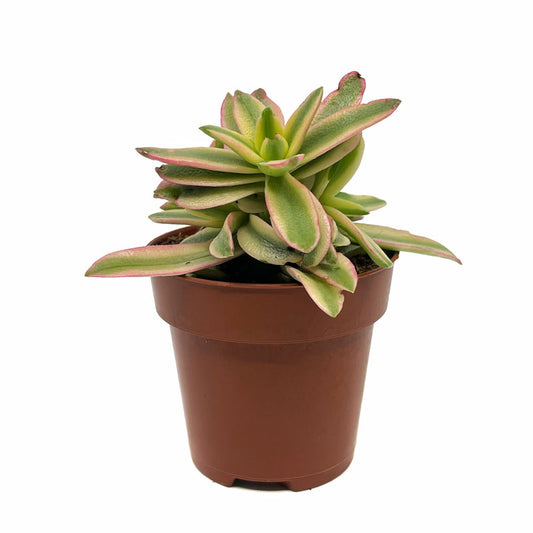 Crassula Capitella 'campfire' Variegata Cactus Y Suculentas