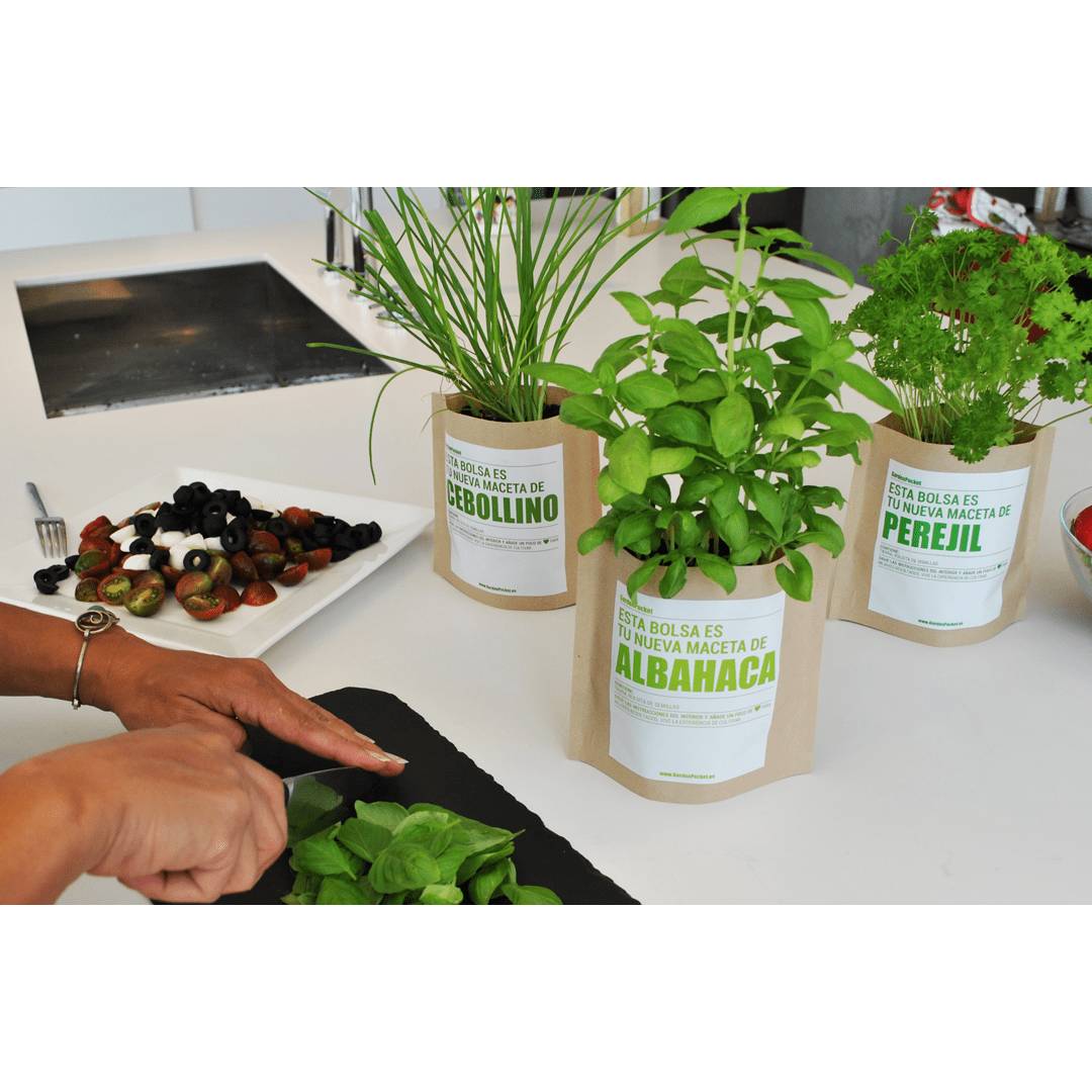 Kit huerto de aromáticas pocket: Albahaca púrpura