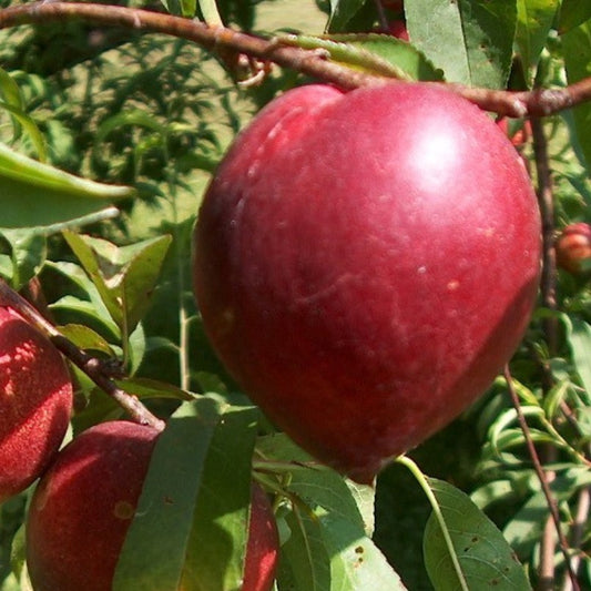 Frutal Nectarina Carne Blanca - Planta Natural - Maceta 26cm - Altura Aprox. 120/150