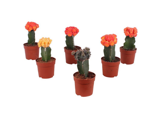 Gymnocalycium Brasil M8 20cm (unidad)